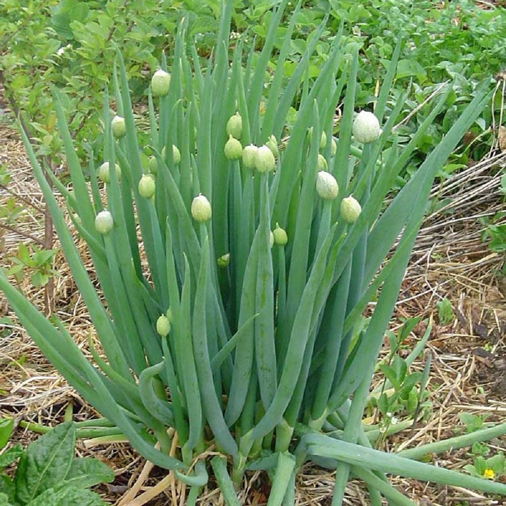 Лук батун - Allium fistulosum